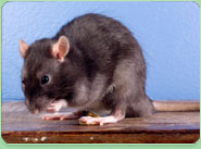 rat control Johnstone
